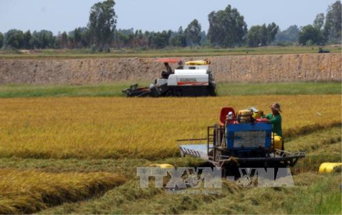 Thu hoạch lúa Hè Thu trên vùng Tứ giác Long Xuyên (Kiên Giang). Ảnh: Lê Huy Hải/TTXVN