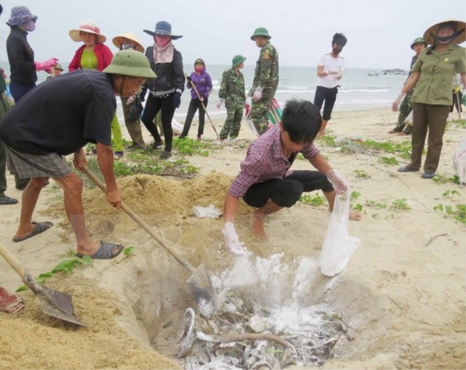 Ngư dân xã biển Đức Trạch (huyện Bố Trạch) cùng lực lượng biên phòng thu gom, chôn lấp cá chết dạt vào bờ. (Ảnh: TTXVN)