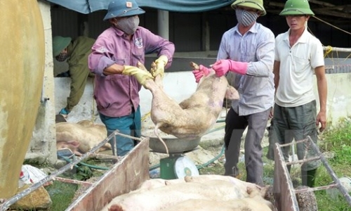 Cảnh báo nguy cơ phát sinh và lây lan dịch bệnh trên gia súc, gia cầm