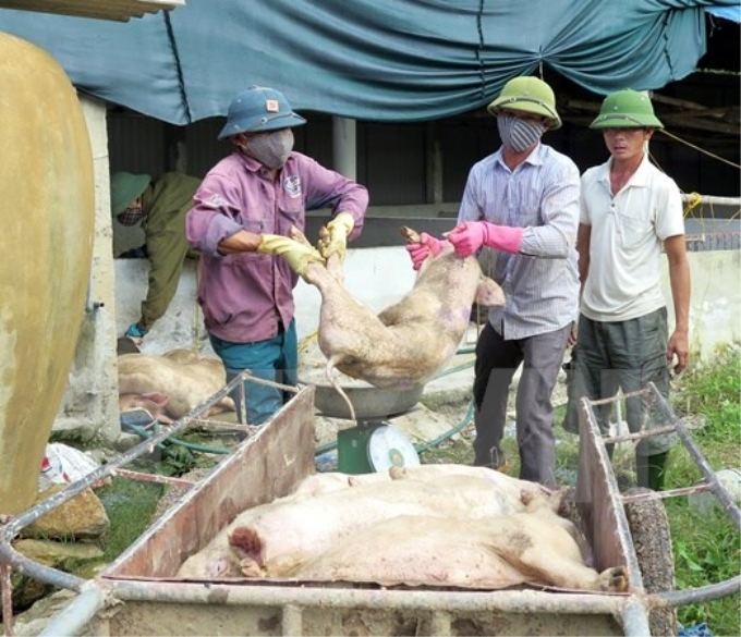 Ảnh minh họa: Lực lượng chức năng kiểm đếm và đưa lợn bị bệnh đi tiêu hủy ở Hà Tĩnh. (Ảnh: Công Tường/TTXVN)