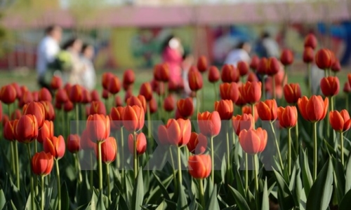 Ottawa rực rỡ hoa tulip mừng Canada tròn 150 năm tuổi