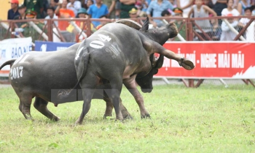 Trâu chọi Đồ Sơn húc chết người: Bộ Văn hóa, Thể thao và Du lịch xem xét dừng tổ chức lễ hội