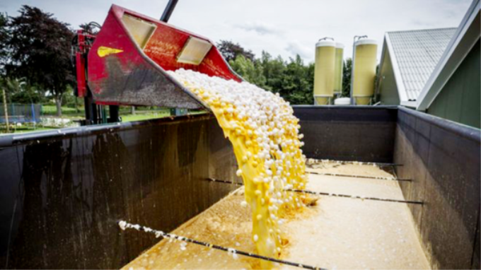Đổ bỏ trứng nhiễm thuốc trừ sâu Fipronil tại một trang trại ở Hà Lan. Ảnh: EPA