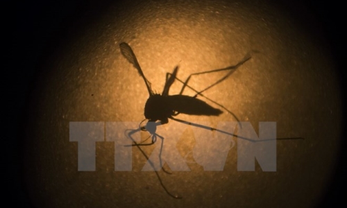 Brazil thả muỗi mang vi khuẩn ngăn ngừa sốt xuất huyết ra môi trường
