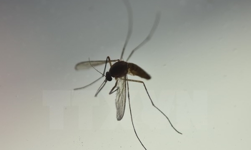 Những hiểm họa do Virus Zika gây ra sau khi biến đổi gene