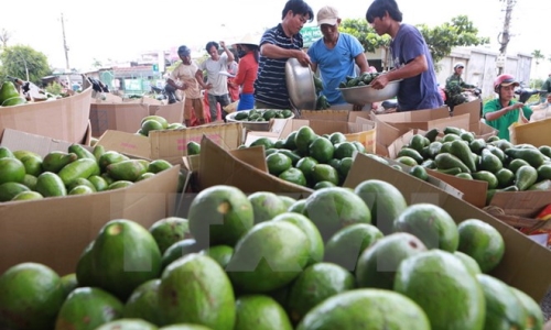 Cơ hội đột phá thị trường Nga cho hàng nông sản Việt Nam