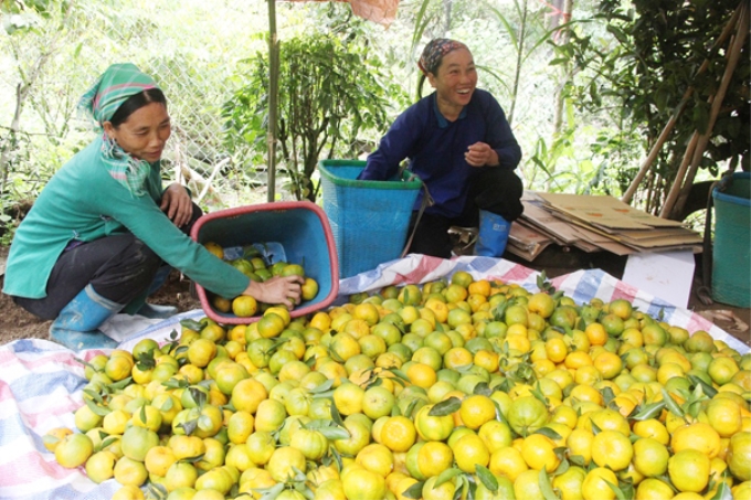 Cây quýt ngày càng trở thành cây có giá trị kinh tế cao trên địa bàn huyện,