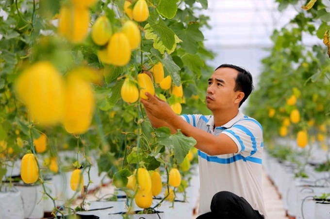 Chăm sóc cây dưa lê Hàn Quốc tại Hợp tác xã nông nghiệp hữu cơ Quang Minh, thôn Hương Thịnh, xã Quang Minh, huyện Hiệp Hòa (Bắc Giang). (Ảnh: Thành Đạt/TTXVN)