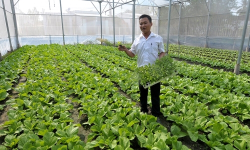 Tây Ninh đẩy mạnh tái cơ cấu và phát triển nông nghiệp theo hướng hiện đại