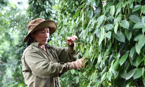 Dự thảo Luật Trồng trọt: Băn khoăn về thương mại sản phẩm cây trồng