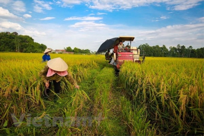 Ảnh chỉ có tính minh họa. (Ảnh: Lê Minh Sơn/Vietnam+)