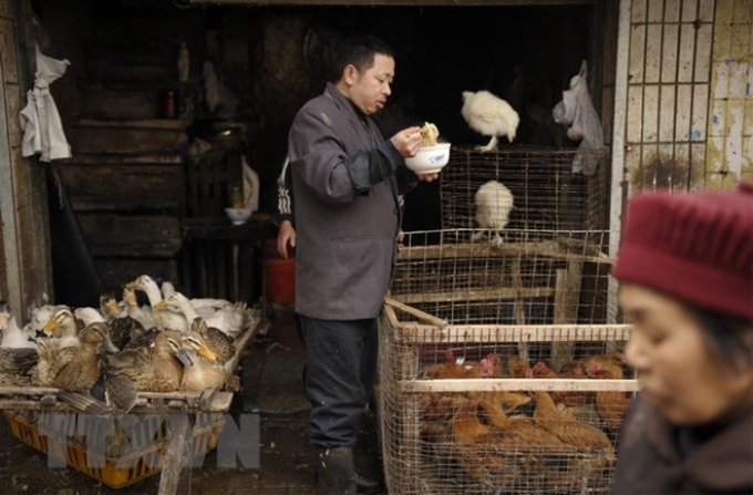 Buôn bán gia cầm sống tại một chợ ở thành phố Trung Khánh, Trung Quốc. (Nguồn: AFP/TTXVN)