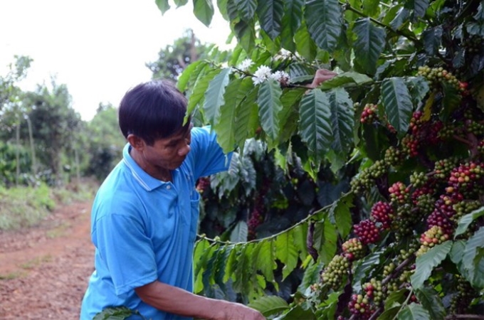 Nhiều giống cà phê mới có năng suất, chất lượng cao hơn so với giống cũ được đưa vào trồng đại trà. (Ảnh: TTXVN)