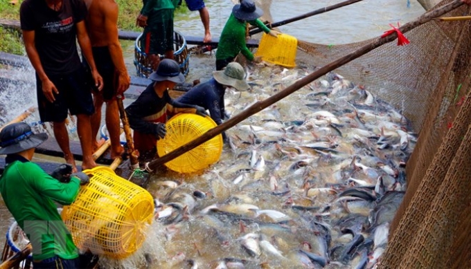 Thu hoạch cá tra thương phẩm. (Ảnh: Thanh Liêm/TTXVN)