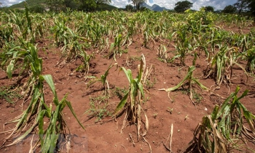 Biến đổi khí hậu: Cảnh báo về nguy cơ mất an ninh lương thực gia tăng