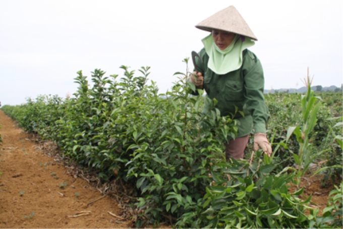 Nông dân xã Quang Sơn (thành phố Tam Điệp) thu hoạch chè xanh.