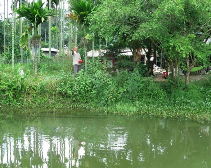 Mô hình vườn-ao-chuồng kết hợp của gia đình ông Nguyễn Hữu Chánh cho doanh thu gần 4 tỷ đồng/năm. (Ảnh: TTXVN)