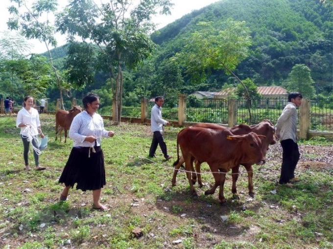 Các hộ nghèo, cận nghèo của xã Yên Lâm (Hàm Yên, Tuyên Quang) được hỗ trợ bò giống. (Ảnh minh họa: TTXVN)