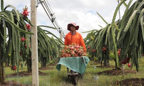 Thanh long Bình Thuận tìm cách chinh phục thị trường Ấn Độ