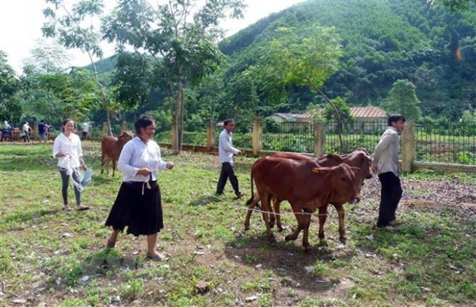 Hỗ trợ bò giống cho các hộ nghèo, cận nghèo của xã Yên Lâm (Hàm Yên, Tuyên Quang). (Ảnh minh họa: Quang Cường/TTXVN)