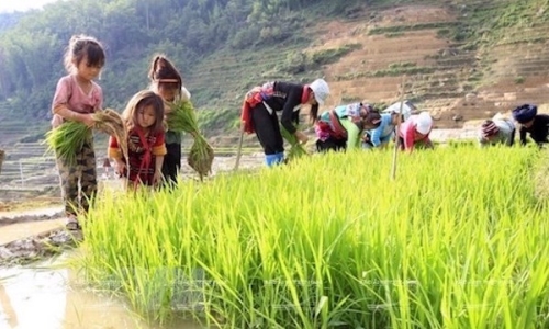 1,7 triệu trẻ em Việt Nam lao động ở khu vực kinh tế phi chính thức
