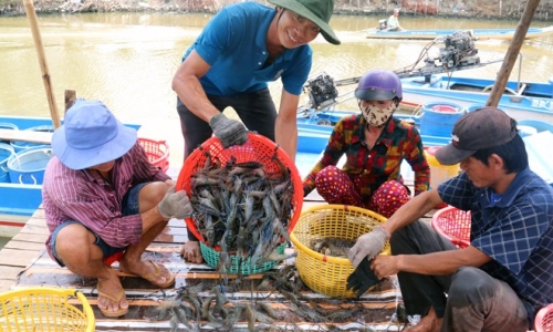 Ngành tôm với áp lực nguồn cung tăng: Giá giảm sâu, người nuôi lao đao