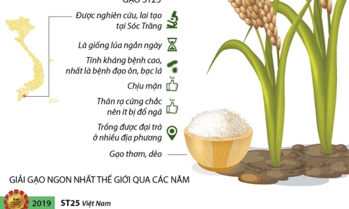 Vinh danh tác giả của gạo ST25 ngon nhất thế giới