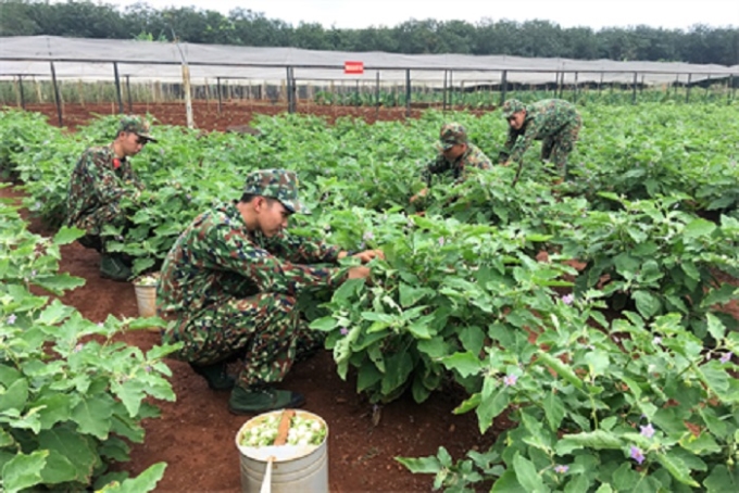 Chiến sĩ Tiểu đoàn 5 (Trung đoàn 88, Sư đoàn 302) trồng rau tăng gia sản xuất