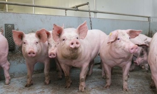 Hỗ trợ khách hàng vay bị thiệt hại do dịch tả lợn Châu Phi