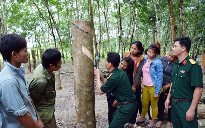 Cán bộ Binh đoàn 15 hướng dẫn người dân địa phương kỹ thuật khai thác mủ cao-su.