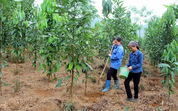 Người dân ở xóm Tân Hợp, xã Quy Kỳ, huyện Ðịnh Hóa (Thái Nguyên) chăm sóc rừng quế ba năm tuổi.