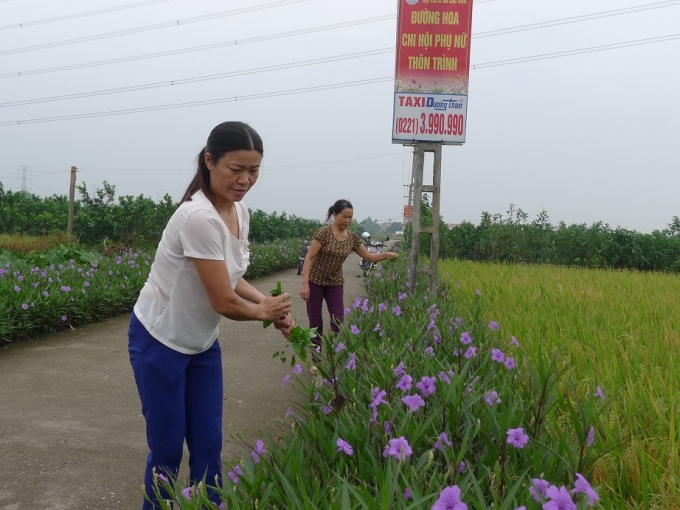 Chị em thôn Trình xã Lạc Đạo chăm sóc đường hoa