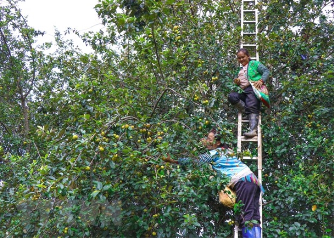 Người dân sống ở đèo Pha Đin đang thu hoạch quả táo mèo. (Ảnh: Văn Dũng/TTXVN)