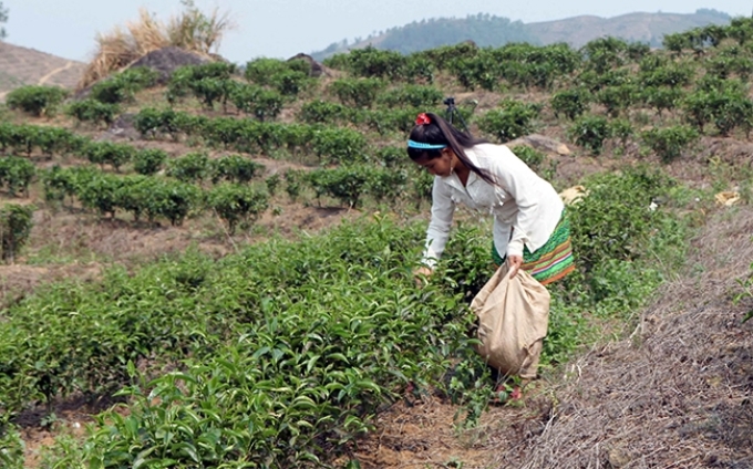 Nhờ dân vận khéo, nhiều gia đình ở bản Khau Giềng, xã Hố Mít đã chuyển đổi từ cây trồng kém hiệu quả sang trồng chè cho hiệu quả kinh tế cao.