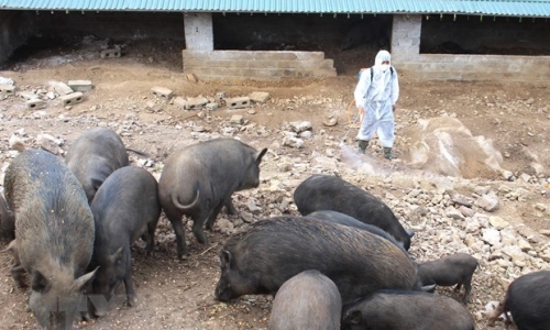 Xem xét hỗ trợ khẩn cấp cho người dân có lợn mắc dịch tả châu Phi