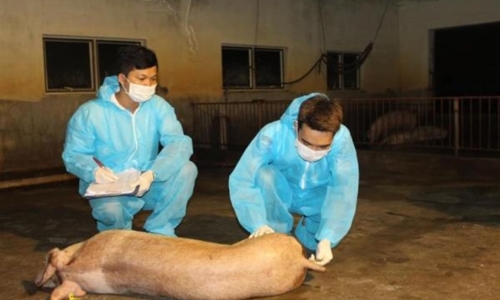 ‘Tối thiểu 2 năm nữa mới sản xuất được vắcxin chống tả lợn châu Phi’