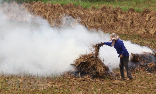 Xử lý phụ phẩm nông nghiệp: Đốt bỏ hàng chục ngàn tỷ đồng mỗi năm