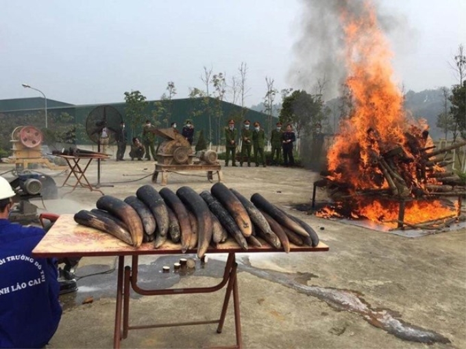 Cơ quan chức năng thành phố Lào Cai tiến hành tiêu hủy ngà voi trong năm 2017. (Ảnh: ENV cung cấp)