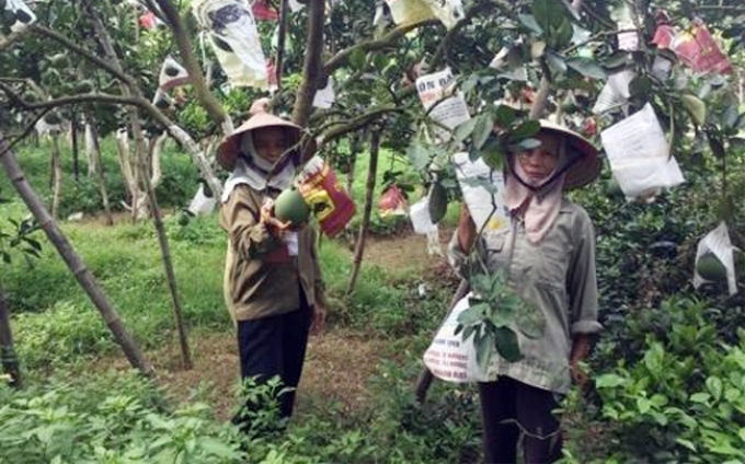 Chăm sóc cây ăn quả tại thôn Vật Yên, xã Vật Lại, huyện Ba Vì, Hà Nội.