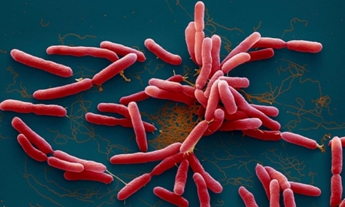 Vi khuẩn gây bệnh Whitmore có thật sự “ăn thịt người”?