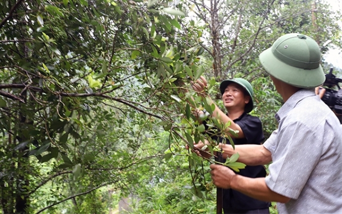 Người dân xã Húc Ðộng, huyện Bình Liêu (Quảng Ninh) áp dụng khoa học - kỹ thuật, trồng cây đặc sản mang lại hiệu quả kinh tế cao.