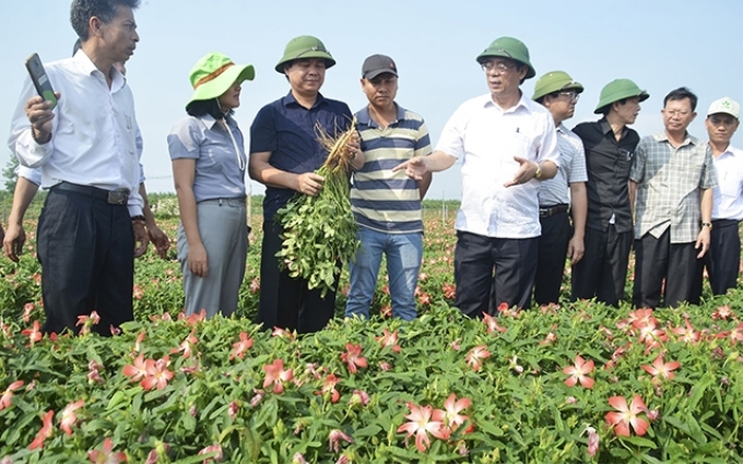 Các đồng chí lãnh đạo tỉnh kiểm tra mô hình trồng thực nghiệm cây sâm Bố Chính tại thôn An Nha, xã Gio An, huyện Gio Linh