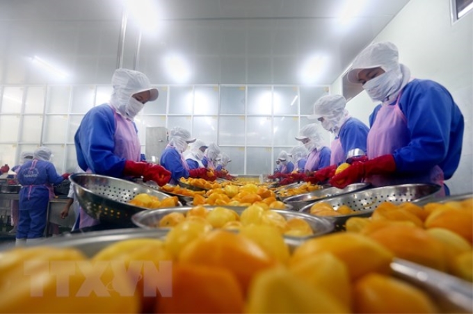 Dây chuyền chế biến trái cây xuất khẩu của Công ty Cổ phần Nafoods miền Nam. (Nguồn: TTXVN)