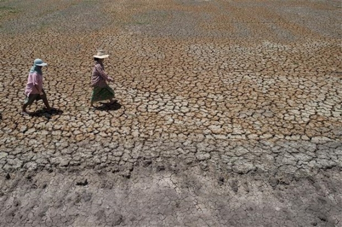 Cảnh khô hạn trên cánh đồng tại Bang Pla Ma, tỉnh Suphanburi, Thái Lan. (Nguồn: AFP/TTXVN)
