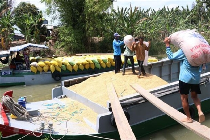 Nông dân xã Tân Mỹ, huyện Thanh Bình (Đồng Tháp) tập trung lúa thu hoạch bán cho thương lái. (Ảnh: TTXVN)