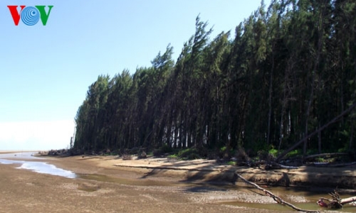 Phê duyệt đề án về bảo vệ và phát triển rừng vùng ven biển giai đoạn 2021-2030