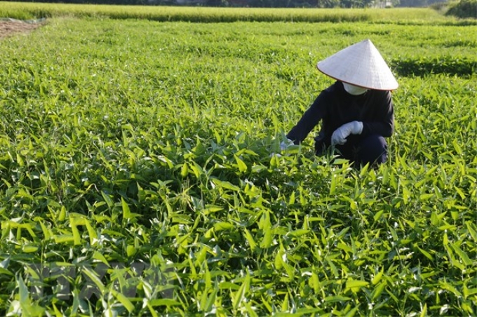 Hợp tác xã Sản xuất và Dịch vụ nông nghiệp Hưng Thành (phường Hưng Thành, thành phố Tuyên Quang) có trên 20 ha trồng rau chuyên canh theo hướng sạch, an toàn. (Ảnh: TTXVN)