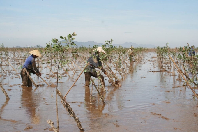 Việt Nam đã đạt được nhiều thành tựu trong trồng rừng ngập mặn. Ảnh: MH