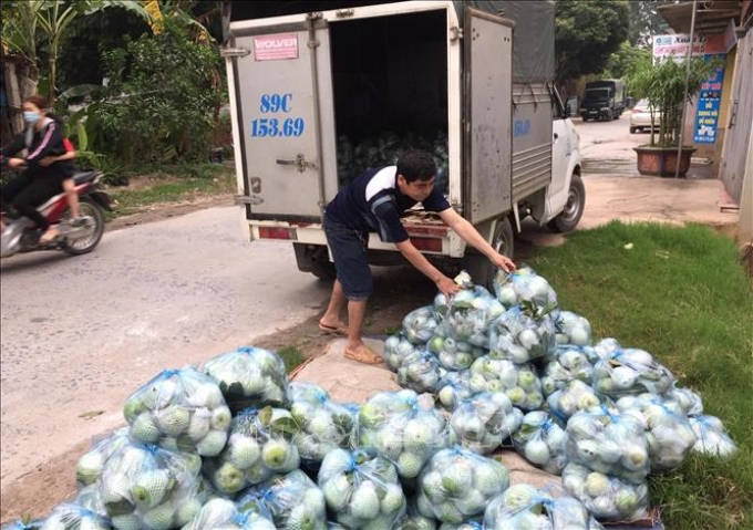 Nông sản được đóng thành từng túi để đưa lên xe vận chuyển đi các tỉnh tiêu thụ tại xã Yên Phú, huyện Yên Mỹ (Hưng Yên). Ảnh: Đinh Tuấn/TTXVN
