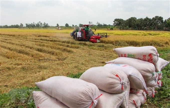 Nông dân thị xã Long Mỹ (Hậu Giang) thu hoạch lúa Đông Xuân 2020-2021. (Ảnh: TTXVN)